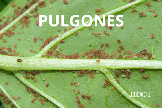 Pulgones