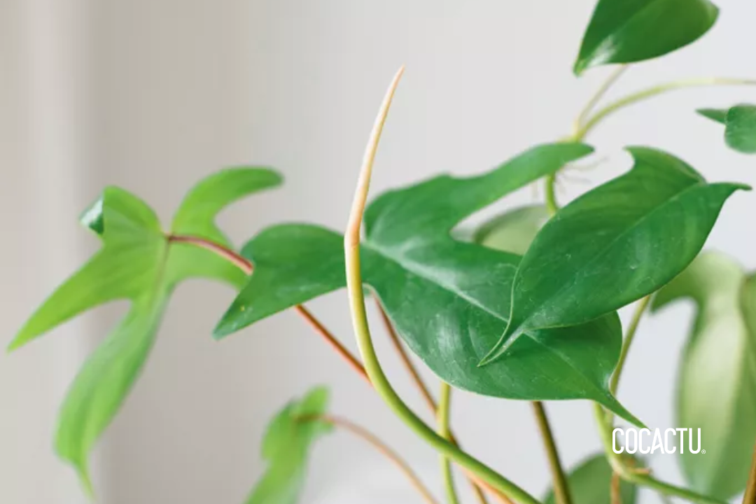 Philodendron Florida Green