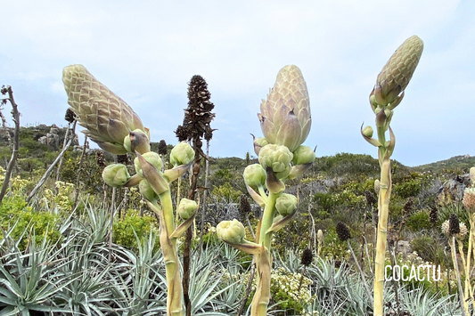 Puya Venusta Albina o Chagual Albino de Los Molles