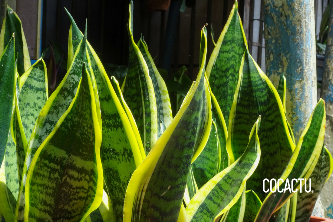 Lengua de Suegra (Sansevieria)