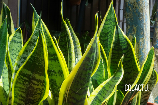 Lengua de Suegra (Sansevieria)