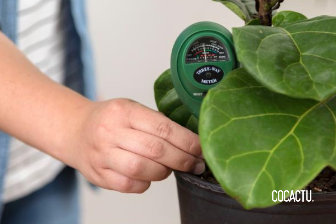 Mantención de Plantas de Interior
