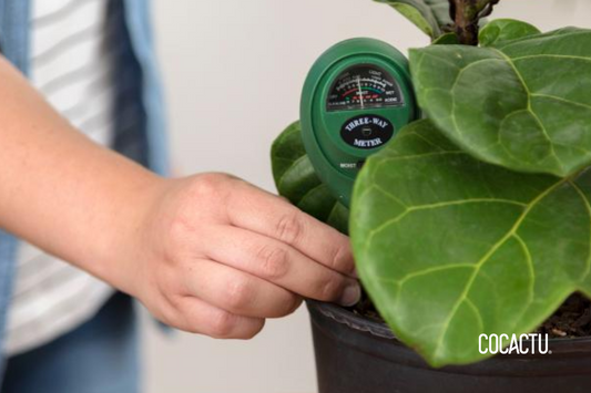 Mantención de Plantas de Interior
