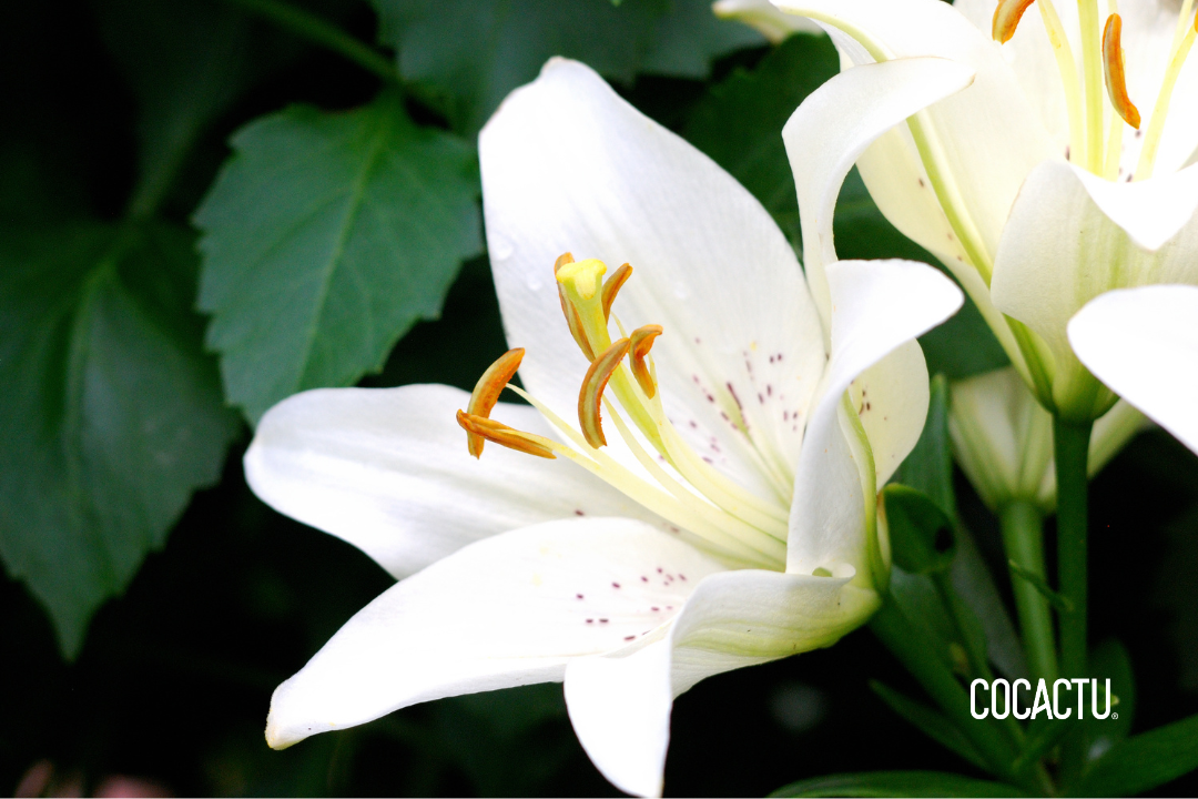 Flor del Lilium: Significado y Simbolismo