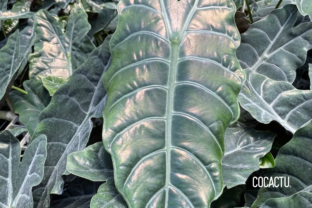 Alocasia Chantrierii