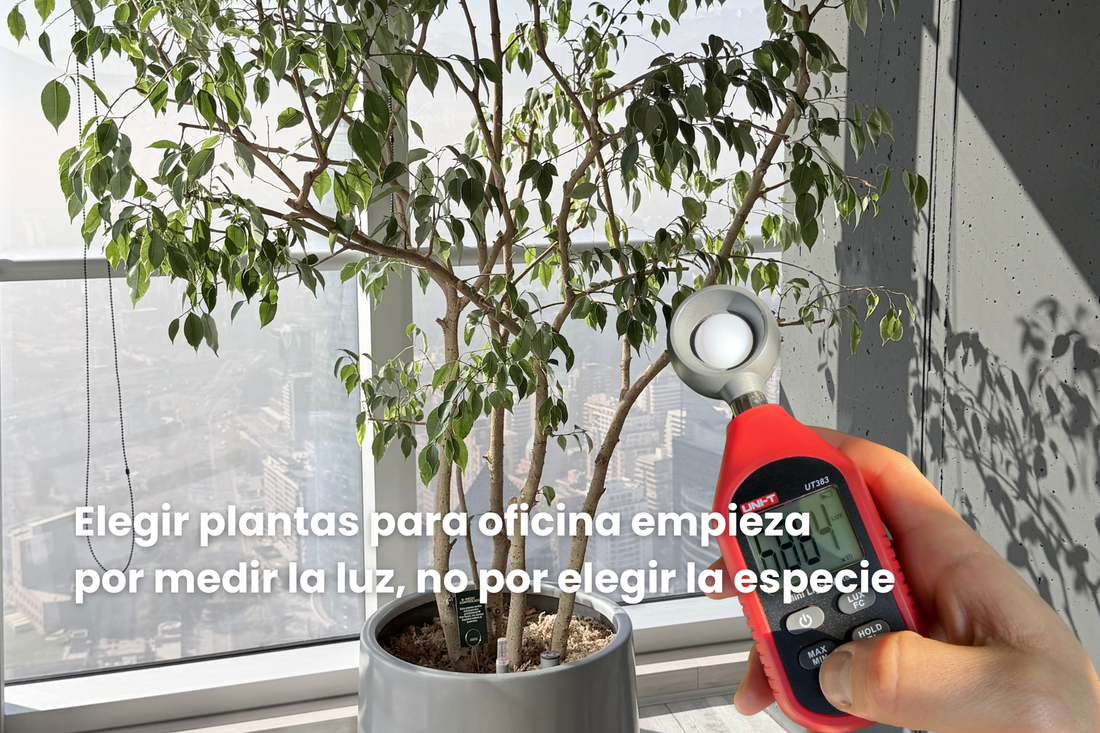 Elegir plantas para oficina empieza por medir la luz, no por elegir la especie