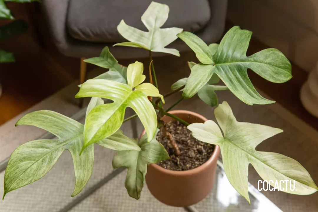 Philodendron Florida Ghost