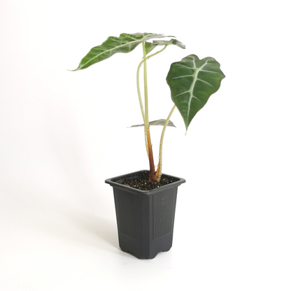 Alocasia Amazónica