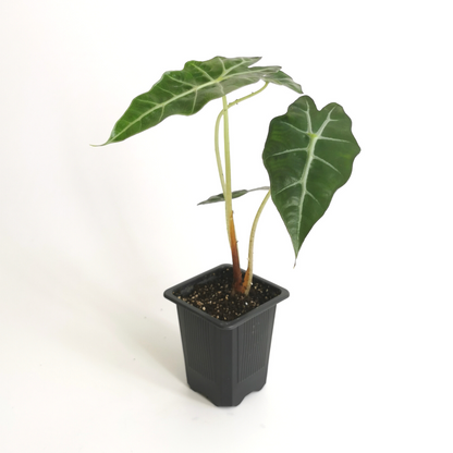 Alocasia Amazónica