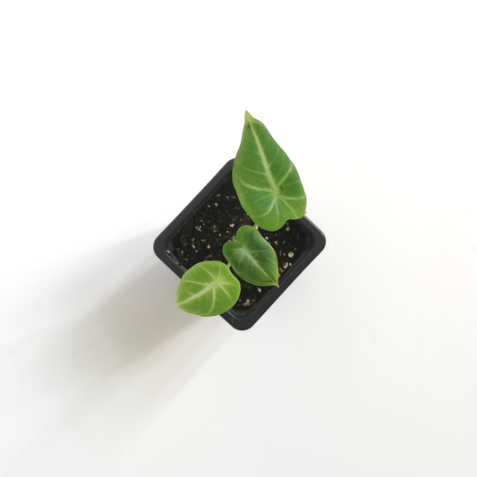 Alocasia Reginula Ninja S