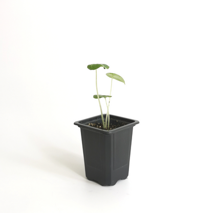 Alocasia Reginula Ninja S