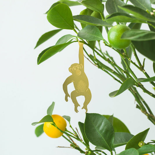 Chimpancé - Plant Animal