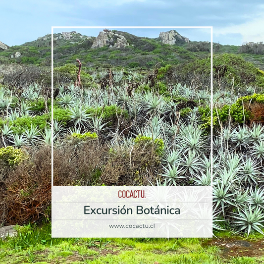 Excursión Botánica a Reserva Puquén Los Molles