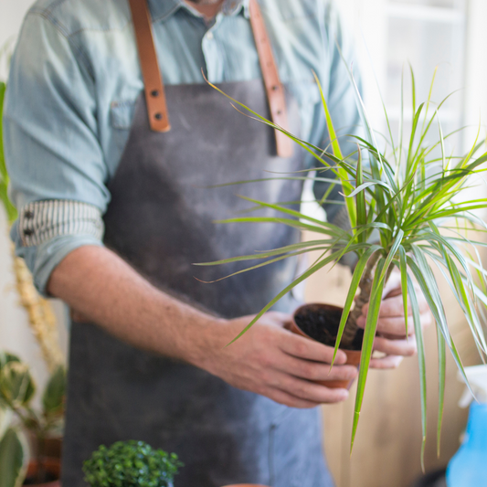 Mantención de Plantas de interior personalizada