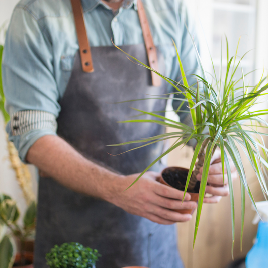 Mantención de Plantas