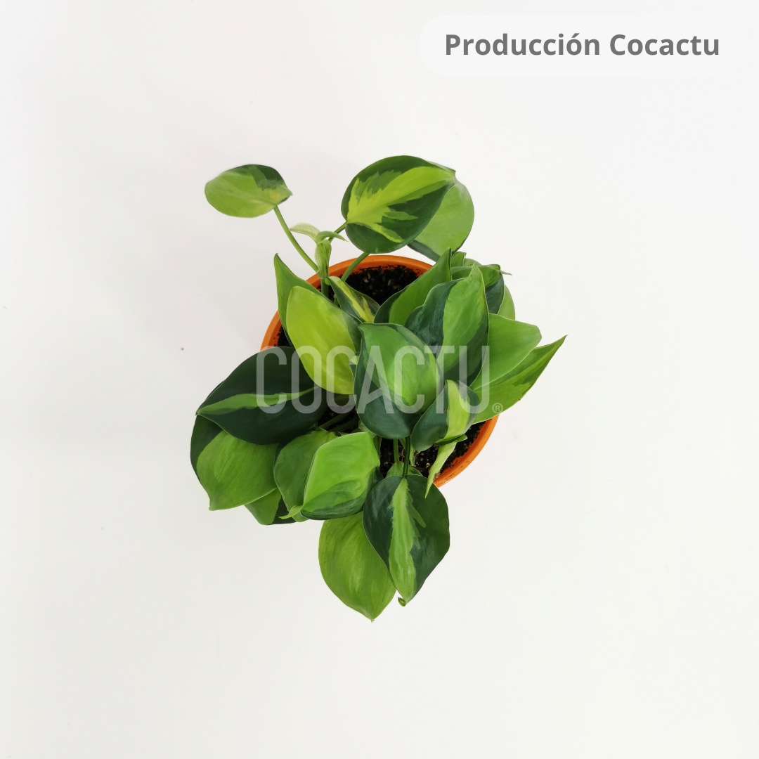 Philodendron Cordatum Brasil