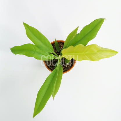 Philodendron Gold Ring of Fire