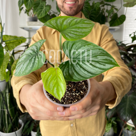 Philodendron Plowmanii