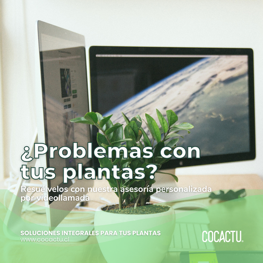 Asesoría Plantas de Interior
