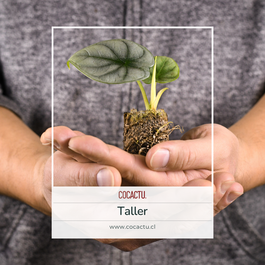 Taller de Alocasia - Cuidado y Propagación