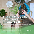 Trasplante Plantas de Interior