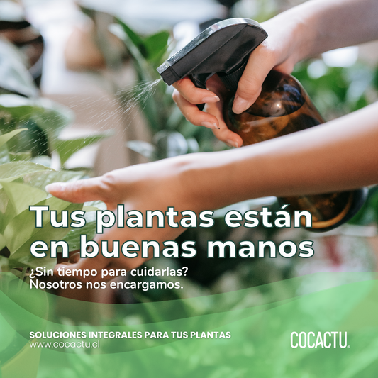 Mantención de Plantas de interior