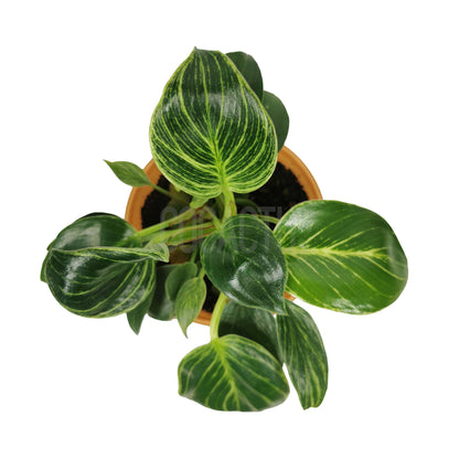 Philodendron Birkin