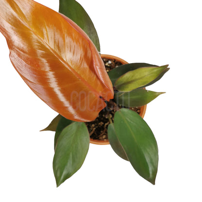 Philodendron McColley's