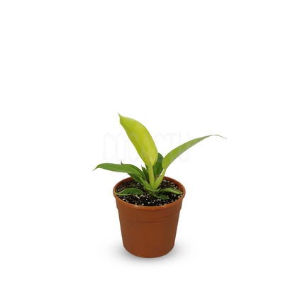 Philodendron Imperial Golden