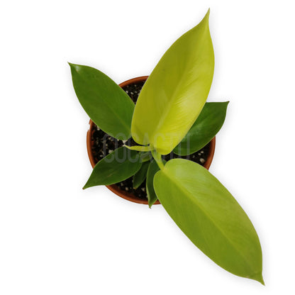 Philodendron Imperial Golden