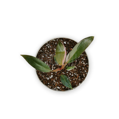 Philodendron Pink Princess