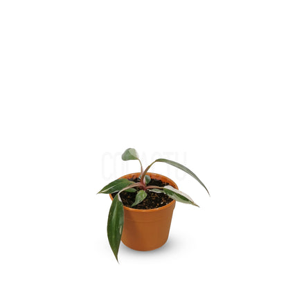 Philodendron Pink Princess