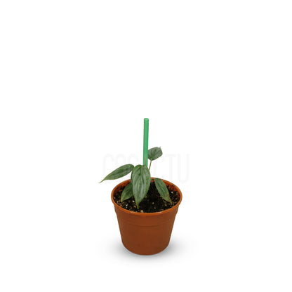 Philodendron Brandtianum