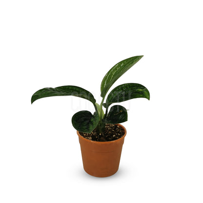 Monstera Peru