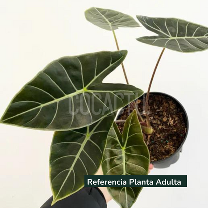 Alocasia Longiloba Dragon Tooth