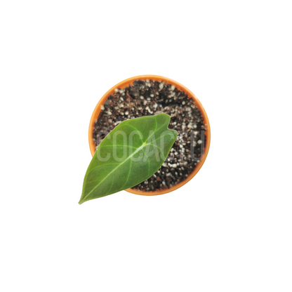 Alocasia Longiloba Dragon Tooth