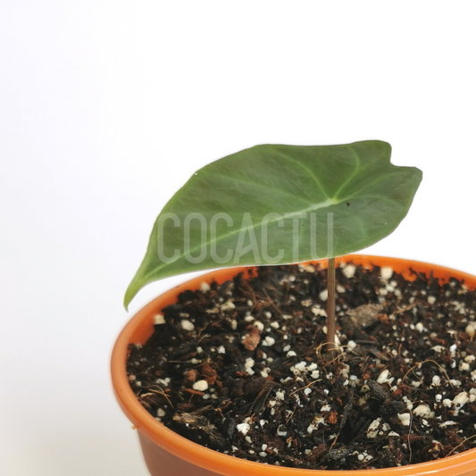 Alocasia Longiloba Dragon Tooth