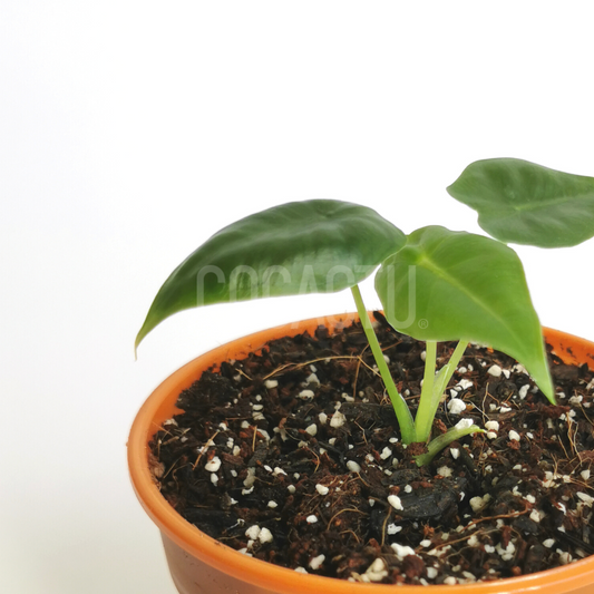 Alocasia Frydek