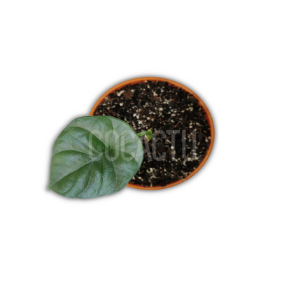 Alocasia Sinuata Quilted Dream