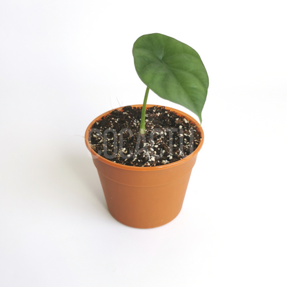 Alocasia Sinuata Quilted Dream