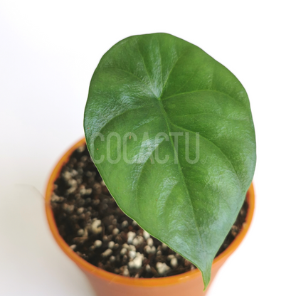 Alocasia Sinuata Quilted Dream