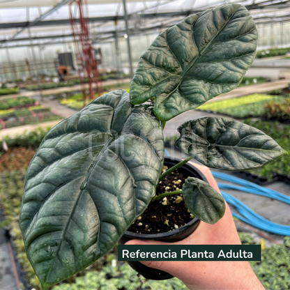 Alocasia Sinuata Quilted Dream
