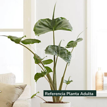 Alocasia Macrorrhiza Stingray