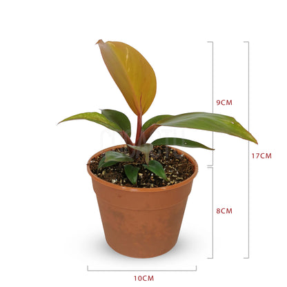 Philodendron McColley's