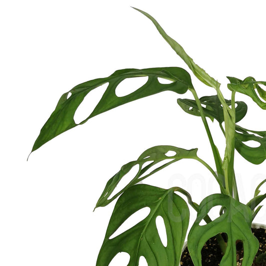 Monstera adansonii
