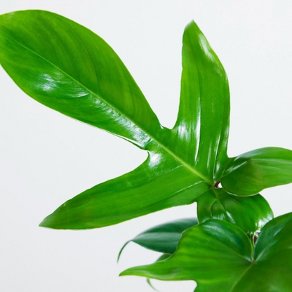 Philodendron Florida Green