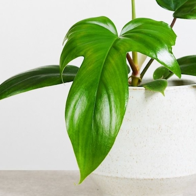 Philodendron Florida Green