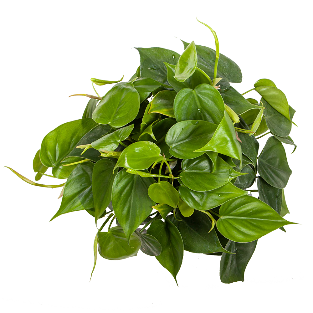 Philodendron Cordatum