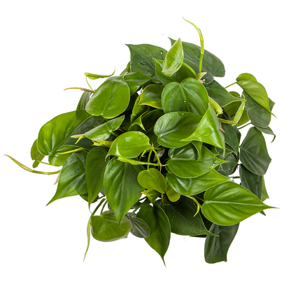Philodendron Cordatum