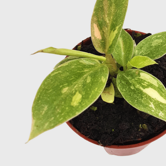 Philodendron Ring of Fire